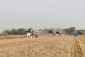 河北冀州：3000亩盐碱地变“致富地”图片