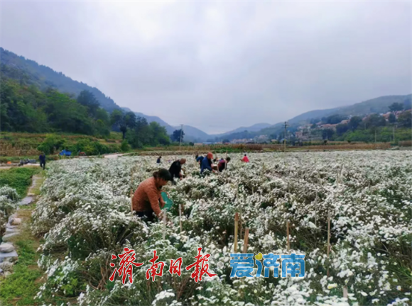 藏在身边的绚丽秋景图！解锁济南区县秋日乡野的诗与远方