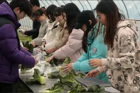 寒假到农业园“躬耕悦读”，上海财大学生与“泥土”亲密接触图片
