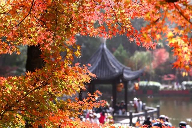 官宣：栖霞山进入最佳观赏期！