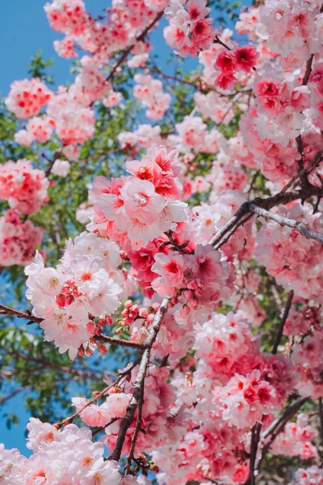 云南的大学有多美！一起来打卡嵩明职教新城樱花盛景