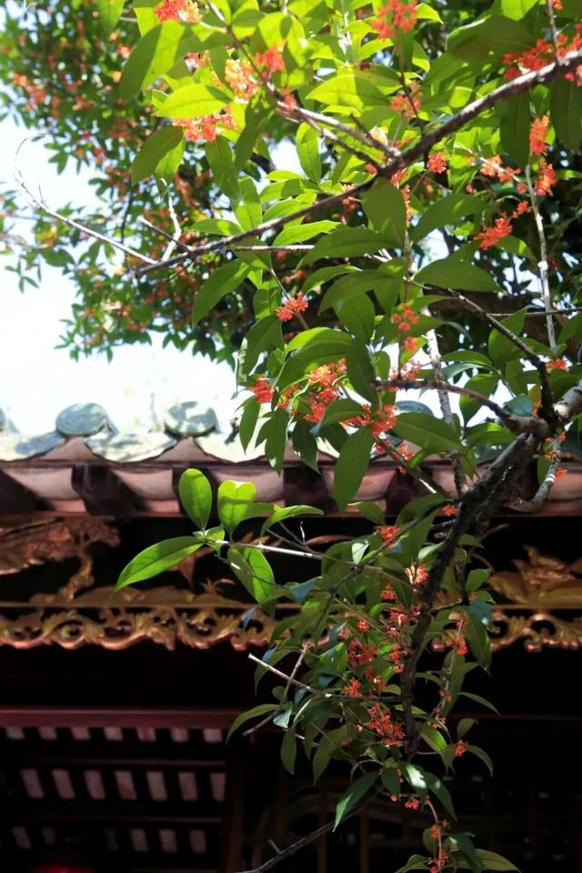 藏于鼎湖山！最老的桂花树，已美了200多年……