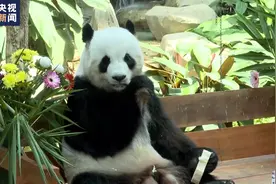马来西亚国家动物园为旅马大熊猫“兴兴”和“靓靓”庆祝17岁生日图片