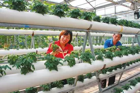 水培技术实现绿色有机蔬菜全季节、工厂化生产图片