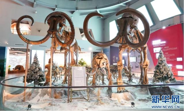 黑龙江青冈：“猛犸象IP”为小城文旅添活力