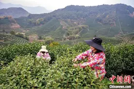 浙江多地春茶开采图片