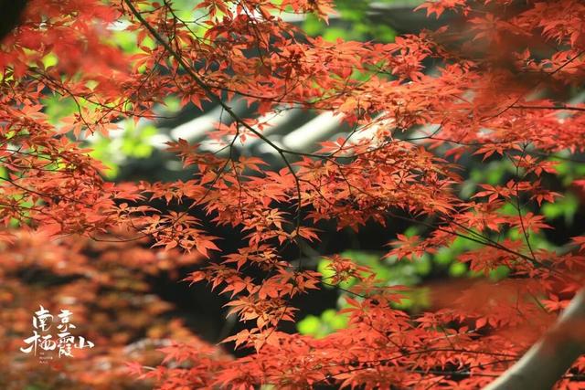 这大概是栖霞山最“野”的一面~