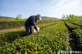 “南茶北引”70年，日照全市茶园面积已达30万亩图片