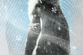 新时代中国调研行之看区域·东北篇｜神奇动物在东北图片