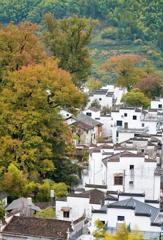 上饶绝美“枫景”加载完毕，前往石城锁定你的赏枫C位！