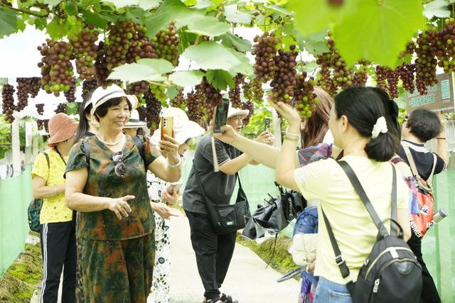 茶香漫溢山间！英德特色化发展刷新“文旅流量”