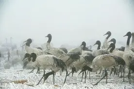 昭通又下雪啦~图片