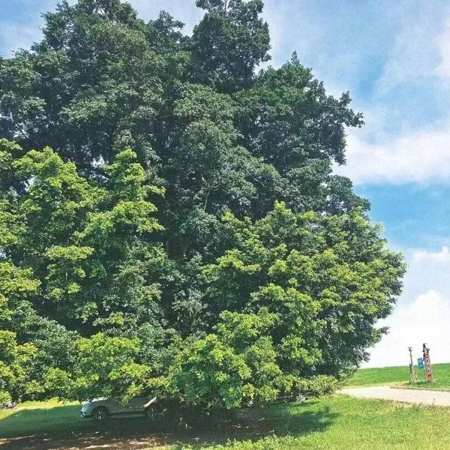 周末 ，宜回归自然！三水露营宝地推荐来了！