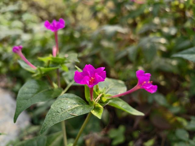 写点生活｜又见盛开在记忆深处的晚饭花