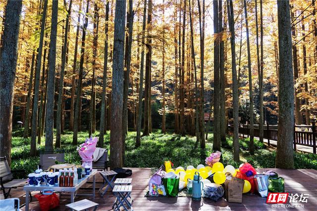 【每日一图@湖南】刷屏预警！靖州排牙山千亩水杉林绝美上线