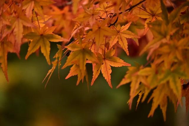 来宣恩矅天眼，看万山红遍，层林尽染！