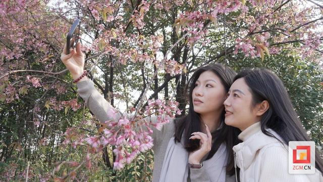 荣县：冬樱绽放引客来 文旅融合绘新篇