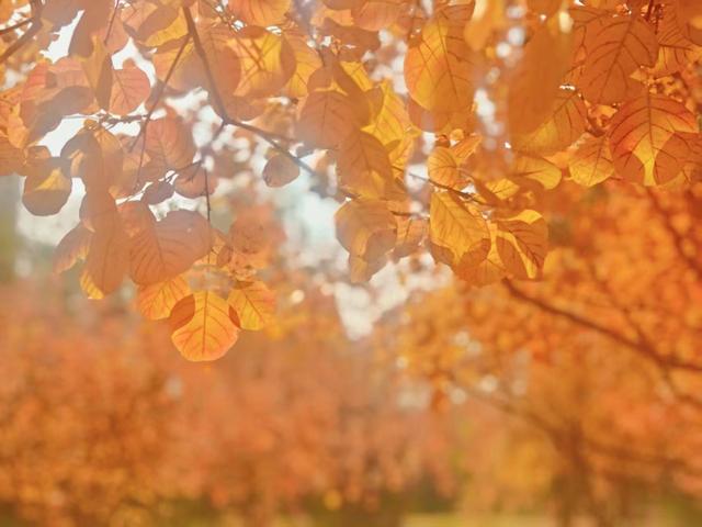 北京秋色如童话世界画卷徐徐展开