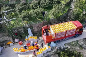 湖北秭归冬季脐橙迎来采销旺季#图片