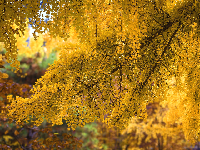 有一种美，叫“地坛的秋”