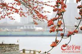 路边的木棉花能捡回家食用吗？中医专家提醒：孕妇和脾胃虚寒的人群慎食图片
