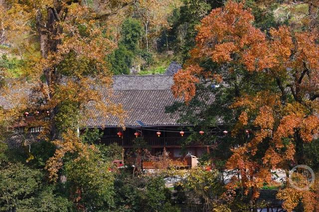 土家古枫寨 斑斓冬景美