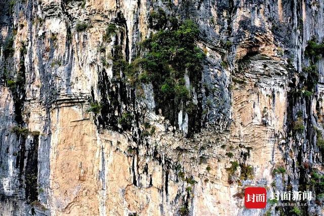 还魂草“复活”、崖柏成林、阳鱼穿溪！巴山大峡谷藏了多少宝藏？ | 创5A·巴山大峡谷更好玩