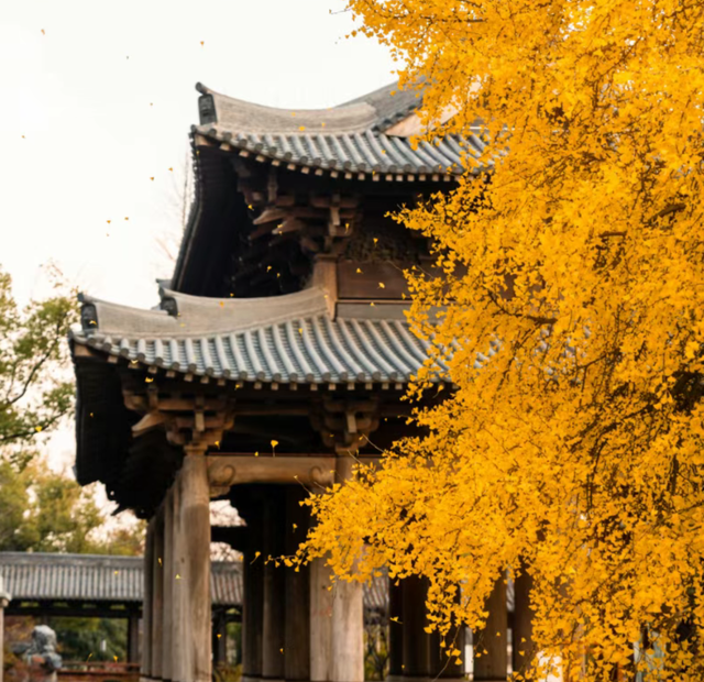 嘉兴的水乡，藏着古镇天花板级美景！