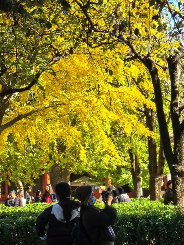 万里无云，阳光正好！周末到公园欣赏北京的秋