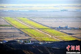 昆仑山下青海茫崖的“绿色追梦路”图片