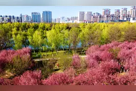 四季中国 | 春至长安：花开一日看不尽图片