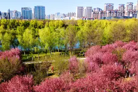 四季中国 | 春至长安：花开一日看不尽图片