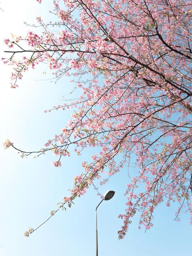 已开！成都怎么提前过上“春天”了