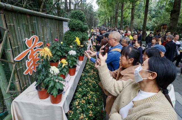 千株万朵菊花开，深秋又有春意来