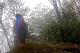 “寿鸡”频现竹山堵河源国家级自然保护区图片