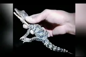 警方证实“新乡一湖中现多条小鳄鱼”： 已找到被捕获小鳄鱼下落图片