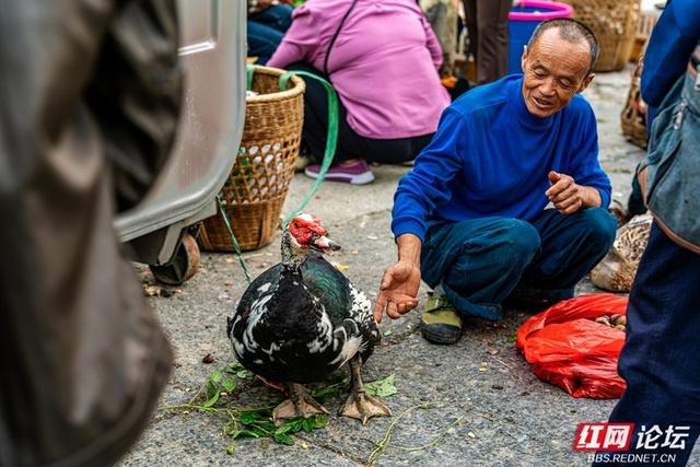 秋游时刻丨湘西苗族聚集地的赶集日常，藏着最鲜活的民族烟火