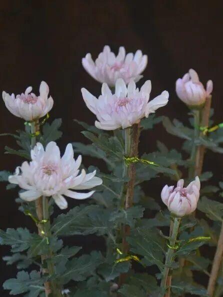 这场秋菊盛会，描绘着福建的千年风雅