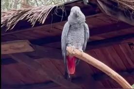 云南野生动物园一只灰鹦鹉说脏话三年未改？园方回应：只能慢慢调整图片