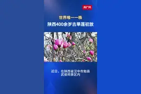 发现春之美|世界唯一一株400余岁古旱莲初放图片