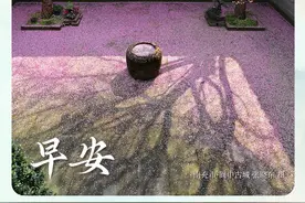 一帧中国丨古城春色花似锦（2025年3月9日）图片