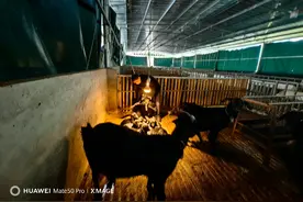 垫江宝顶村：能人挑梁，小山村走出种养循环路图片