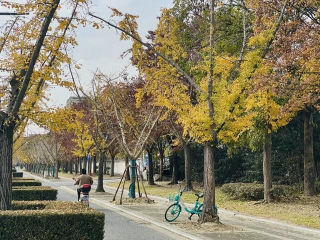 银杏落叶铺金毯，疁城暮秋韵未央