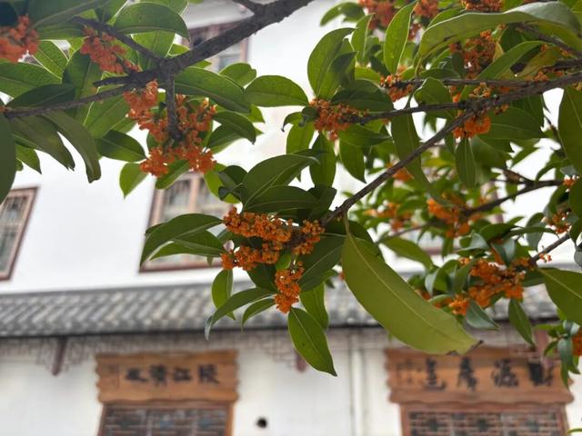 秋意渐浓，桂花灼灼映西坡