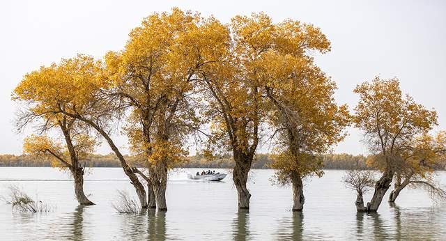 新疆沙雅：金秋邂逅“醉”美胡杨 470万亩金色林海迎观赏佳期