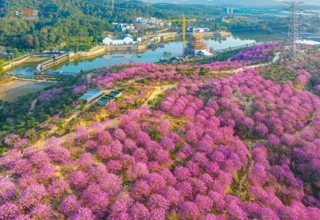 就现在，靓爆镜！免费赏！江门超浪漫粉色花海上新