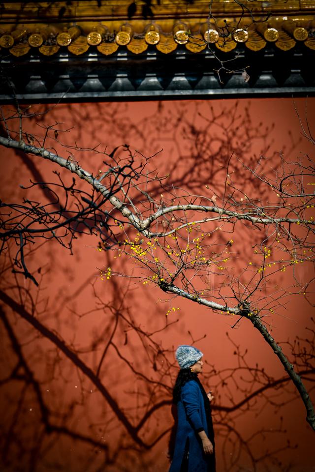 蜡梅飘香伴红墙 邂逅金陵独有的冬日浪漫