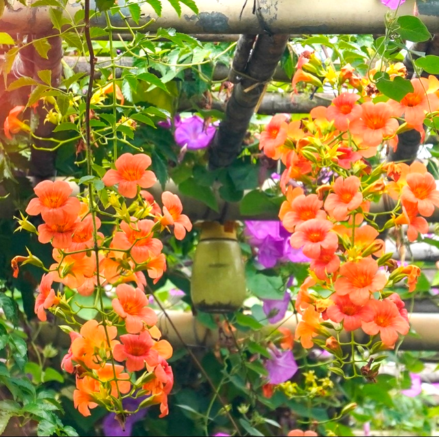 看稻田、赏繁花，邂逅南沙的秋日浪漫→