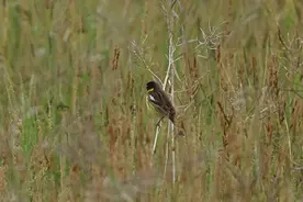 湖南新宁生态保护显成效 珍稀物种黄胸鹀与水晶兰群落首现图片