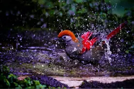 云南高黎贡山百花岭的赤尾噪鹛图片